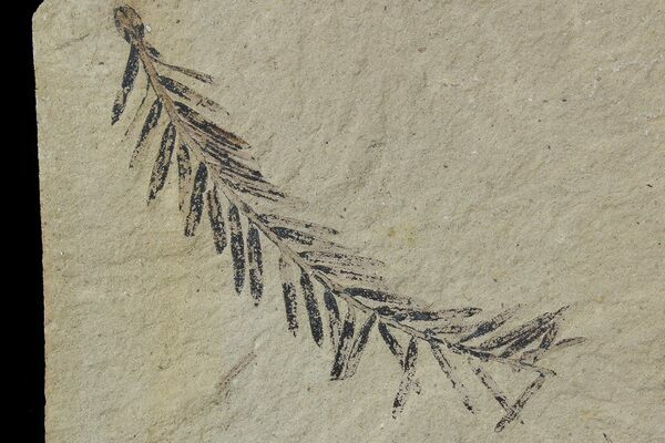 A dawn redwood fossil from the Muddy Creek Formation in Montana.